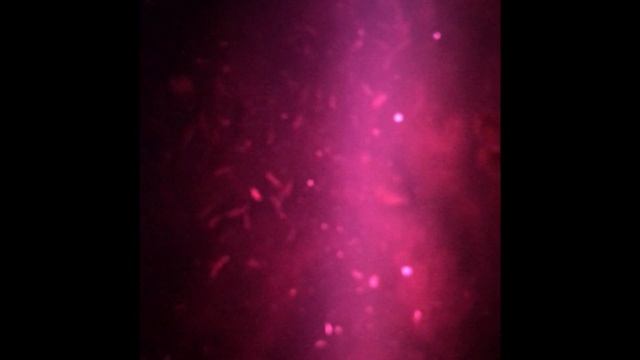 Ночь света в Гатчине смотреть онлайн