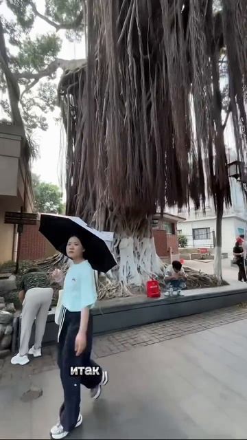 Самое старое дерево - Фикус Микрокарпа -435 лет 😱 смотреть онлайн