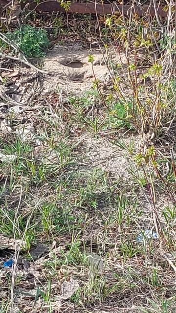 Воробьи купаются в песке. смотреть онлайн