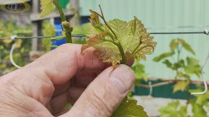 Сколько и какие соцветия оставлять. Выламываем правильно зелёные побеги на виноградных рукавах.