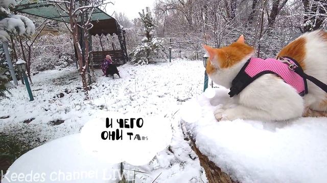 Рыжик, Гаффи и Ночка гуляют по первому снегу смотреть онлайн