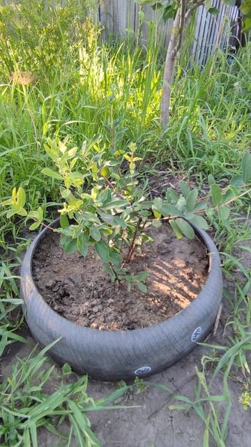 Жимолость сорт Аврора #дача смотреть онлайн