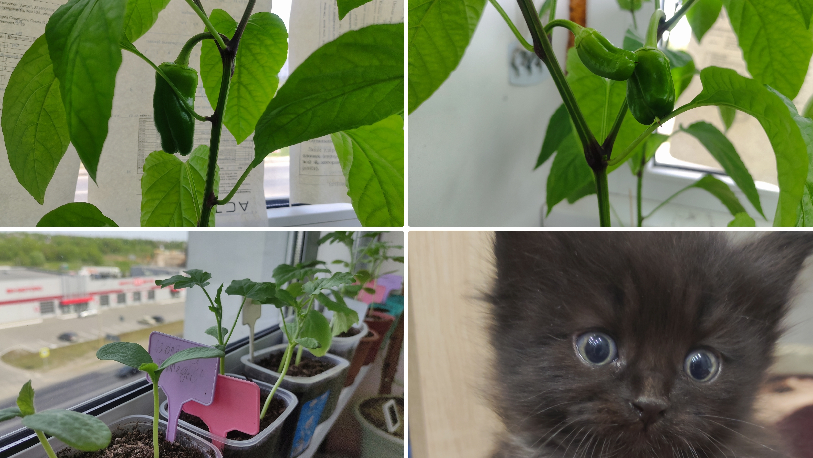 Рассада на балконе. Перцы уже начали плодоносить. Новые питомцы. Завелись мошки. 15 мая 2025. смотреть онлайн