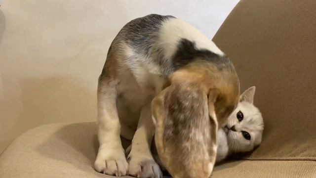 Валли моет шерсть Салли смотреть онлайн