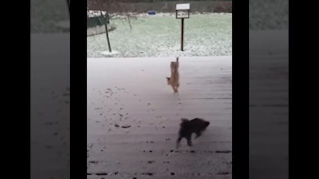 Самые смешные собаки. Лучшие видео про забавных собак 🐶 🐶 🐶 🐶 🐶 🐶 смотреть онлайн