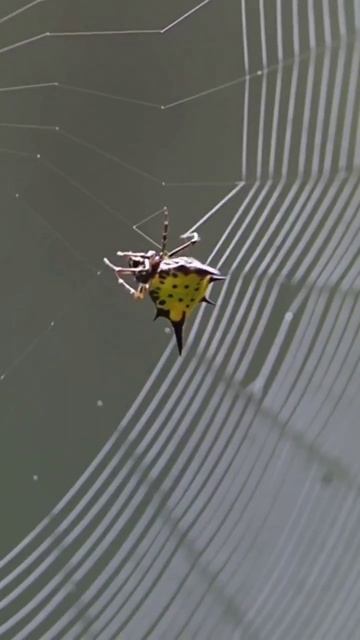 Пауки плетут свои сети из паутины не только для поимки добычи смотреть онлайн