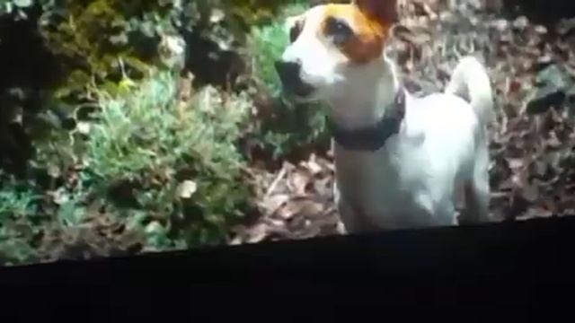 Волшебник изумрудного города фильм Фрагмент Лев смотреть онлайн