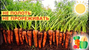 Как Посадить Морковь, посадка Моркови в грунт. Как быстро получить урожай моркови