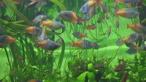 Москвариум