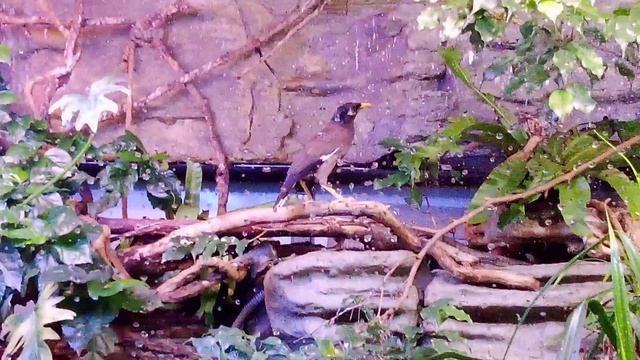 Московский зоопарк. Священная майна.