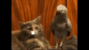 Приколы  Попугай и кот