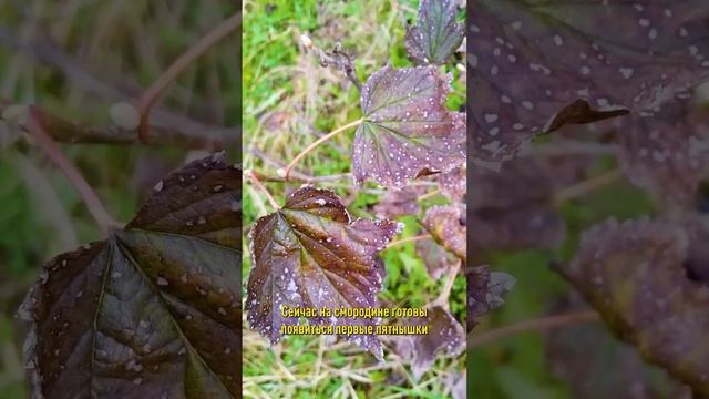 Смородина отцвела? Три важных дела для большого урожая крупных, сладких, чистых ягод! смотреть онлайн