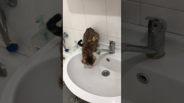 Рыся изучает воду из-под крана