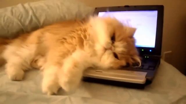 Смешные коты и Кот хакер смотреть онлайн