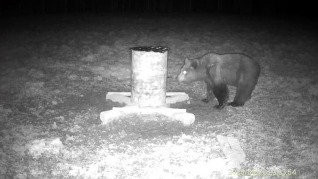 Проснулся…🐻 смотреть онлайн