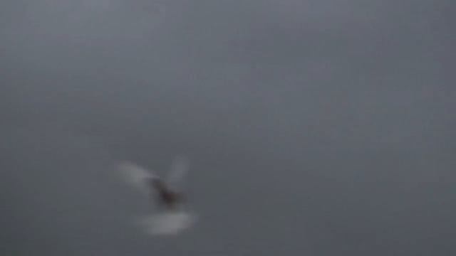 Голубей гон после выставки смотреть онлайн