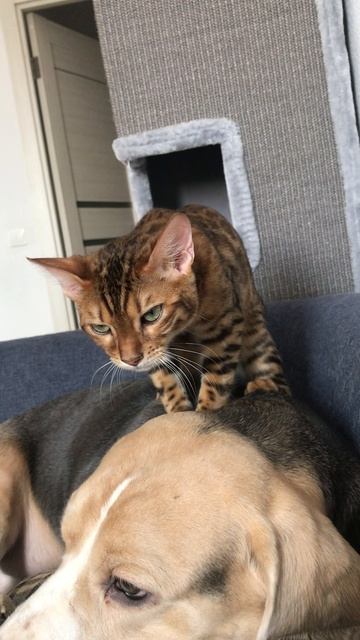 Массаж от котика собачке