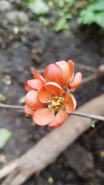 Японская айва смотреть онлайн