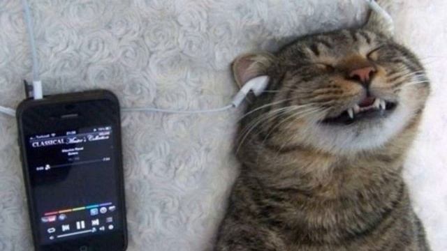 Приколы про животных под музыку смотреть онлайн