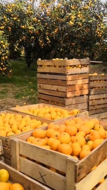 Абхазия. Мандарины. смотреть онлайн