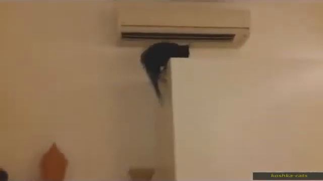 Видео приколы про кошек! Сумасшедшие прыжки кошек! смотреть онлайн