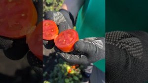 Томат "Сибирский карлик" от Агрофирмы "Сибирский сад"