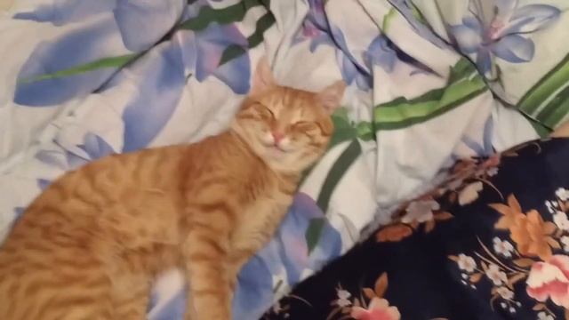 котики смешные,смешное видео смотреть онлайн