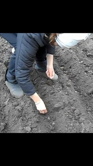 РАЛО. Посадка огорода. смотреть онлайн