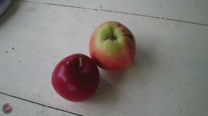 яблоня Елена