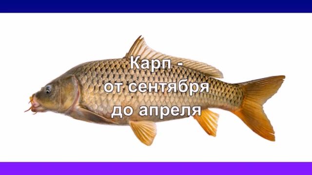 А вы заметили, что у рыбы в разное время года вкус отли? смотреть онлайн