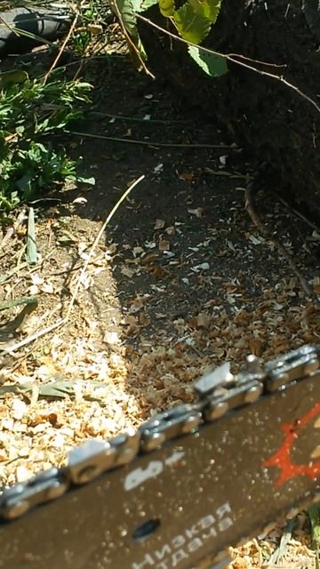 Сделал первый распил чурбачка бензопилой BIZON (Бизон) 540 смотреть онлайн