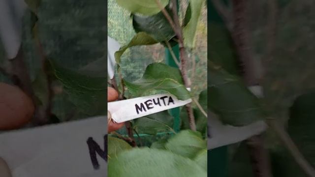 Плодовые саженцы сорта.Заключила договор с питомнико? смотреть онлайн
