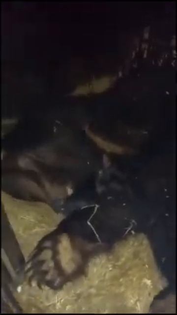 НЕЖНАЯ МЕДВЕДИЦА С МАЛЫШАМИ смотреть онлайн