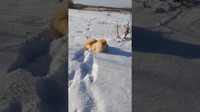 Прогулка 18.01.20 смотреть онлайн