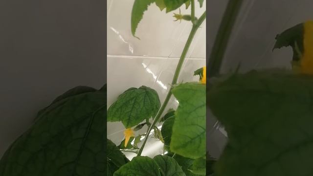 огурец в подвале 30.04 смотреть онлайн