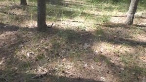 Тест на полигоне - Nokta Simplex ULTRA (SX28)