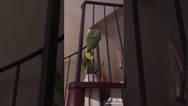 ПРИКОЛЫ ИЗ ТИК ТОКА, СМЕШНЫЕ ВИДЕО, ПОЖАЛУЙСТА ПОСМЕЙТЕСЬ ЕГОР КРИД (КЛИК БЕЙТ АХАХАХ) смотреть онлайн