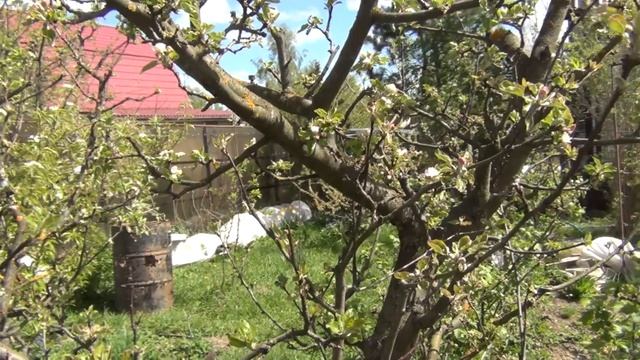 Виноград и сад в мае. Заморозки. Плодожорки. Ржавчина. Парша. МР смотреть онлайн