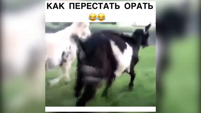 СВЕЖИЕ ПРИКОЛЫ МАРТ 2019 #2 |COUB|VINE| смотреть онлайн