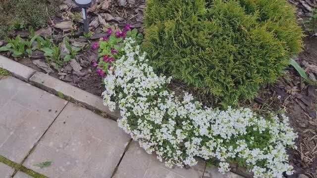 ЦВЕТЕНИЕ ВЕСЕННЕГО САДА!🌷 НОВЫЙ СВЕТИЛЬНИК. ОБЗОР ТЕПЛИЦЫ. смотреть онлайн