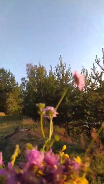 Природа бесплатно - может быть только дома! Дикий пляж смотреть онлайн