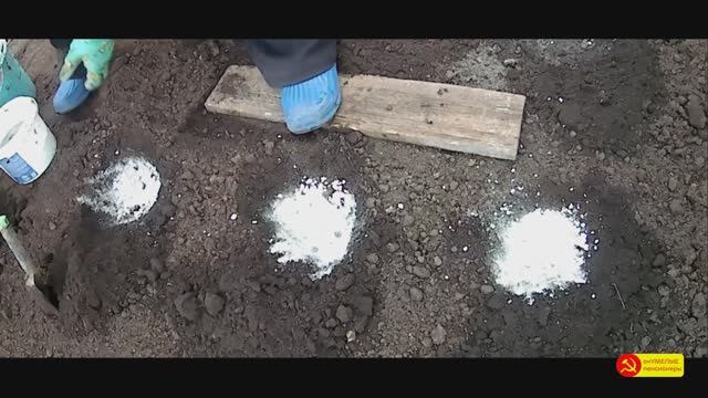 Как уберечь КАПУСТУ от КИЛЫ.