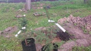 Как правильно посадить голубую ель