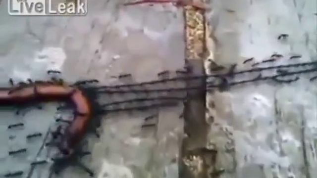 Прикол муравьи потащили червяка на обед смотреть онлайн