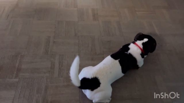 Прогулка с собачками 🐕🐕🦺Подруга в гостях 👱🏻♀️👩🦳Моя работа закончена 👶 Чемоданное настроение 🧰🛫 смотреть онлайн