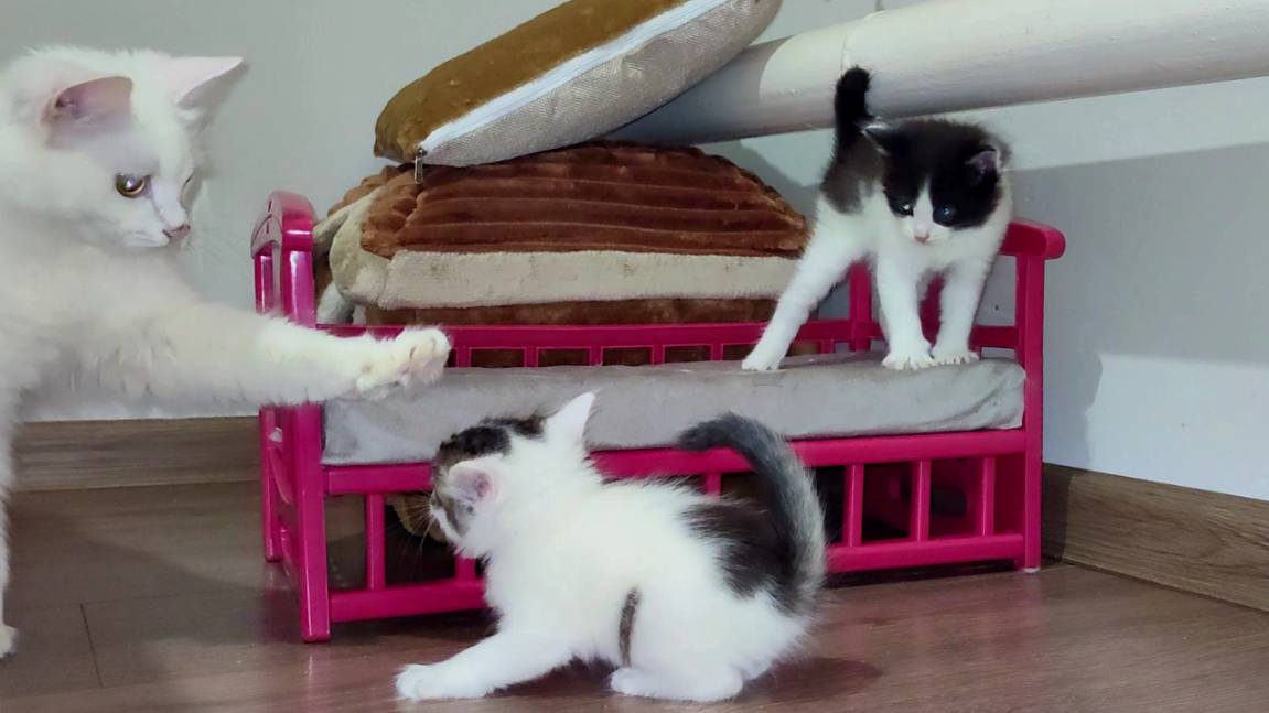 Два маленьких котенка. Котята играют. Милое кошачье семя. смотреть онлайн