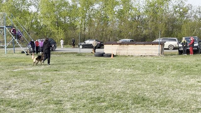 11.  выр/перв ТАЛЬВИНД ВАЛЛИШЕР СПАРТА (Bruce Di Casa Luca – Galaksi Of Flokish Fest)