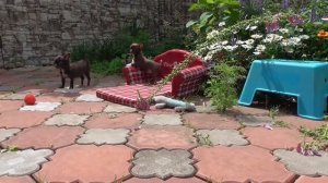 Смешные :) ЩЕНКИ ЧИХУАХУА в Линьке