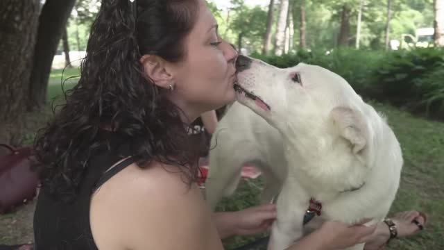 Третий фестиваль «Собаки в городе» 2019 год смотреть онлайн