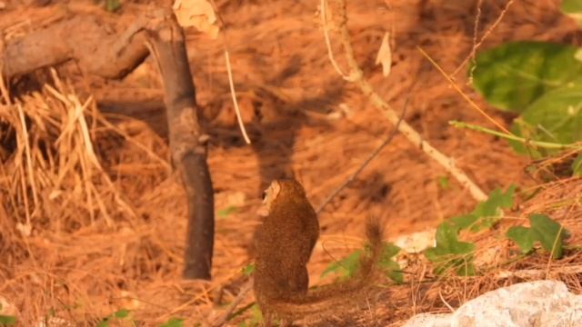 Дикий Таиланд. Это вам не белка! смотреть онлайн
